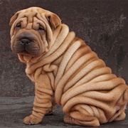 Shar-Pei