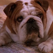 Shamsky (Everybody Loves Raymond)