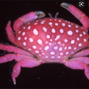 Strawberry Crab