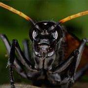 Bullet Ant (Most Painful Sting)