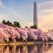 Cherry Blossom Festival in DC