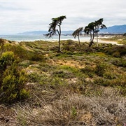 Coal Oil Point Reserve