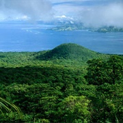 Stand in the Middle of the Brazilian Amazon Rainforest