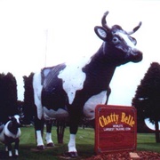 Chatty Belle, WI