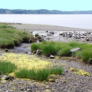 Belfair State Park (Washington)