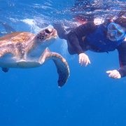 Snorkel With Turtles