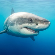 Great White Shark