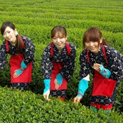 Pick Tea at Greenpia Makinohara, Shizuoka