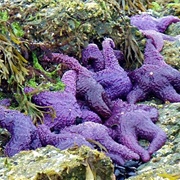 Purple Starfish, BC, Canada