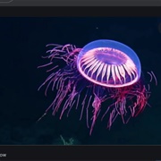 Halitrephes Jelly