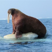 Walrus on Ice