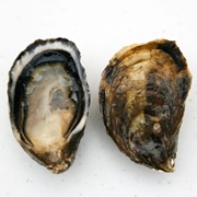 Shigoku Oyster
