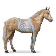 Palomino Tobiano