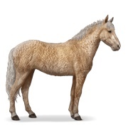 Palomino