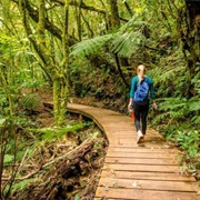 La Tigra National Park, Honduras