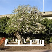 The Old Apple Tree, WA