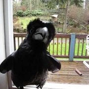 Raven