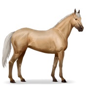 Palomino