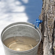 Make Maple Syrup