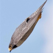 Peregrine Falcon (Fastest Animal)