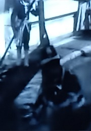 Départ En Gondole De LL. MM. (Lumiere) (1898)