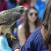 Raptor Show