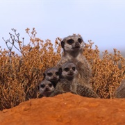 Meerkats in the Karoo