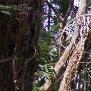 Lilydale to Warburton Rail Trail, Australia