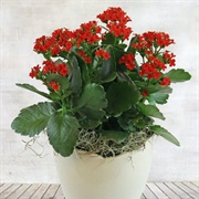 Kalanchoe