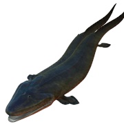 Tiktaalik