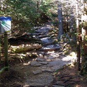 Smell of Fraser Firs Forest