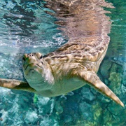 Shedd Aquarium, Chicago