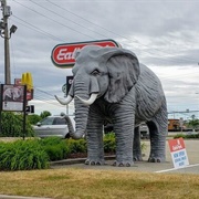 Jackson the Elephant, Somerset, PA