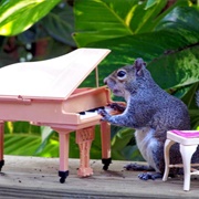 Liberace Squirrel