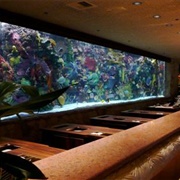 The Mirage's Aquarium - Las Vegas, Nevada