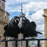 Tower of London Ravens