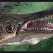 Alligator Gar