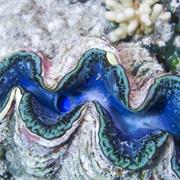 Giant Clam