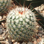 Mammilaria