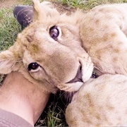 The Lion Whisperer