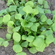 Purslane