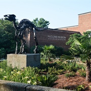 McClung Museum of Natural History and Culture (Knoxville)