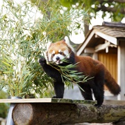 Nogeyama Zoo, Yokohama