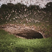 Bracken Bat Cave, San Antonio