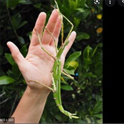 Eastern Goliath Stick Insect