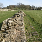 Planetrees Roman Wall