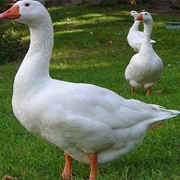 Goose-Domestic