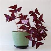 Oxalis