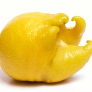 Ugly Lemon