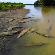 Tarcoles River, Costa Rica